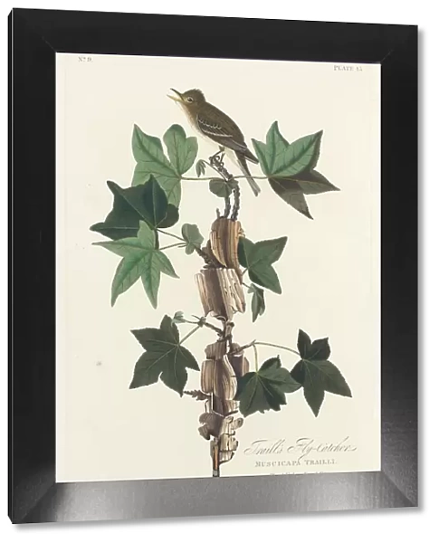 Traills Flycatcher, 1828. Creator: Robert Havell