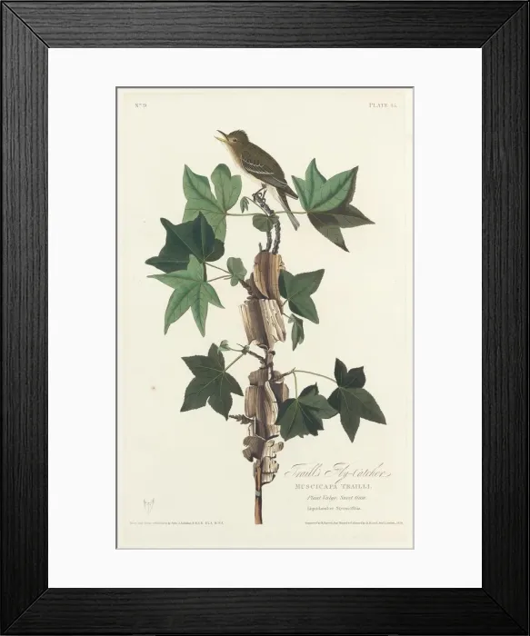 Framed Print : Traills Flycatcher, 1828. Creator: Robert Havell Framed Print : Traills Flycatcher, 1828. Creator: Robert Havell
