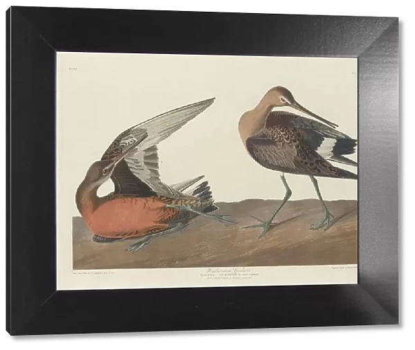 Hudsonian Godwit, 1835. Creator: Robert Havell