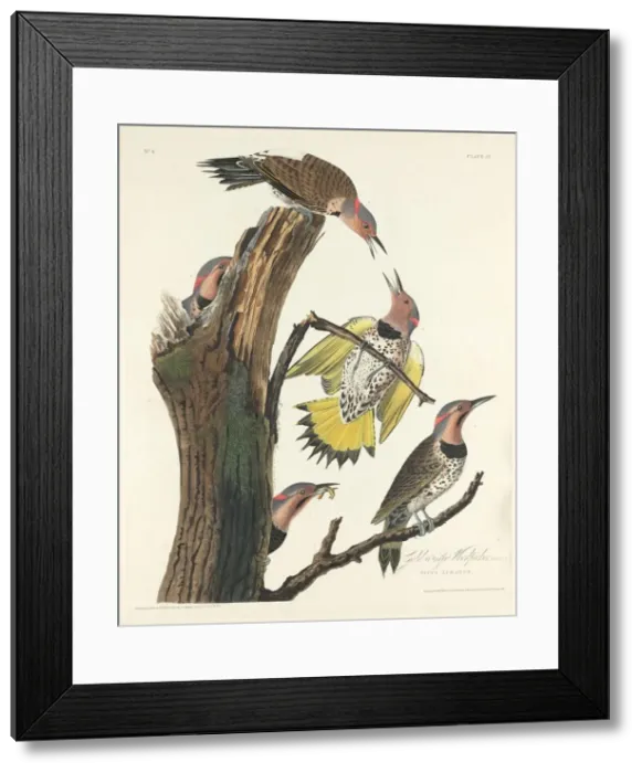 Framed Print : Gold-winged Woodpecker, 1828. Creator: Robert Havell Framed Print : Gold-winged Woodpecker, 1828. Creator: Robert Havell