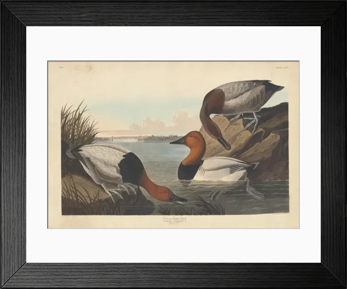 Framed Print : Canvas-backed Duck, 1836. Creator: Robert Havell Framed Print : Canvas-backed Duck, 1836. Creator: Robert Havell