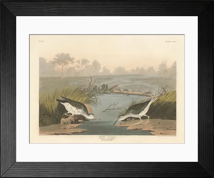 Framed Print : Spotted Sandpiper, 1836. Creator: Robert Havell Framed Print : Spotted Sandpiper, 1836. Creator: Robert Havell