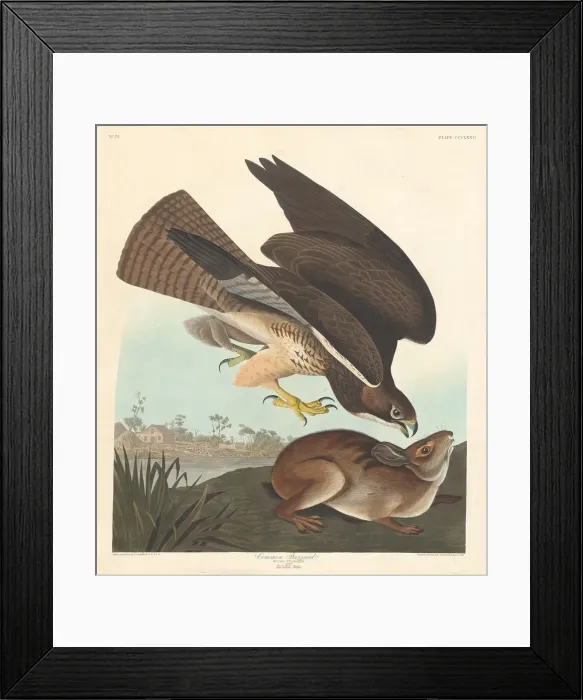 Framed Print : Common Buzzard, 1837. Creator: Robert Havell Framed Print : Common Buzzard, 1837. Creator: Robert Havell