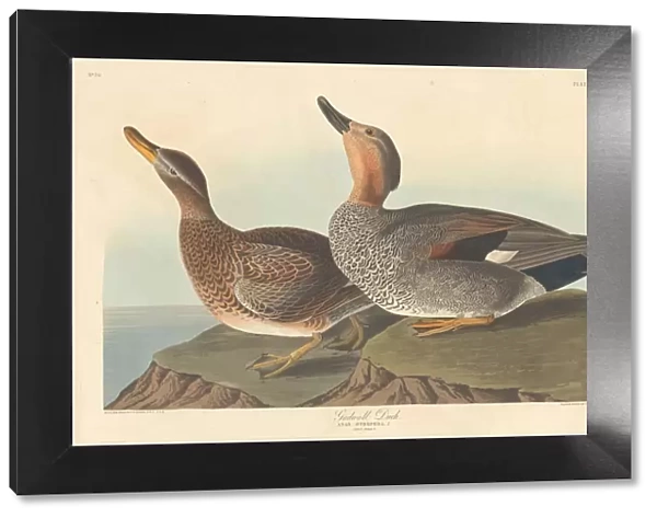 Gadwall Duck, 1836. Creator: Robert Havell