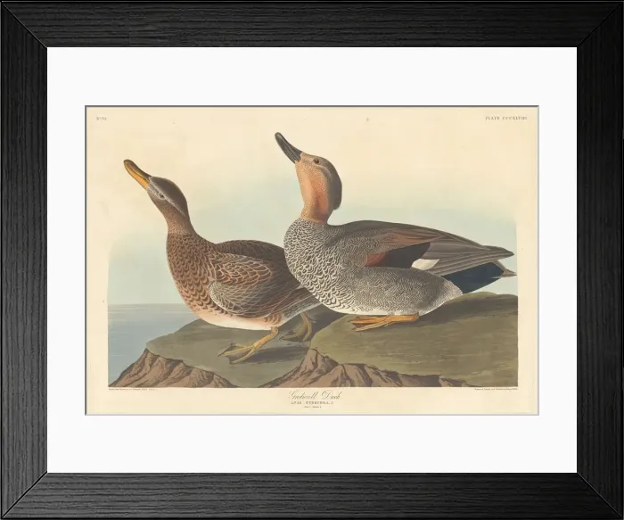 Framed Print : Gadwall Duck, 1836. Creator: Robert Havell Framed Print : Gadwall Duck, 1836. Creator: Robert Havell