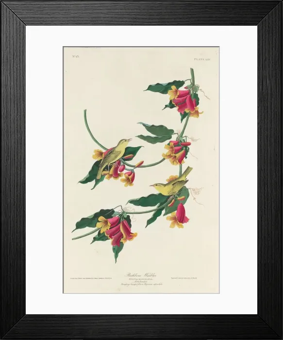 Framed Print : Rathbone Warbler, 1829. Creator: Robert Havell Framed Print : Rathbone Warbler, 1829. Creator: Robert Havell