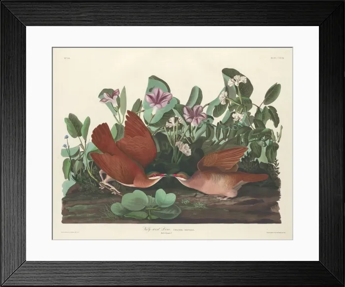 Framed Print : Key-west Dove, 1833. Creator: Robert Havell Framed Print : Key-west Dove, 1833. Creator: Robert Havell