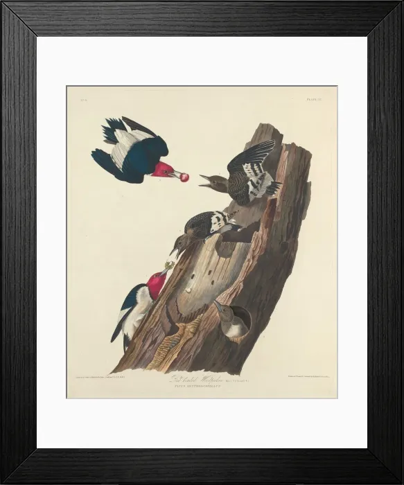Framed Print : Red-headed Woodpecker, 1828. Creator: Robert Havell Framed Print : Red-headed Woodpecker, 1828. Creator: Robert Havell