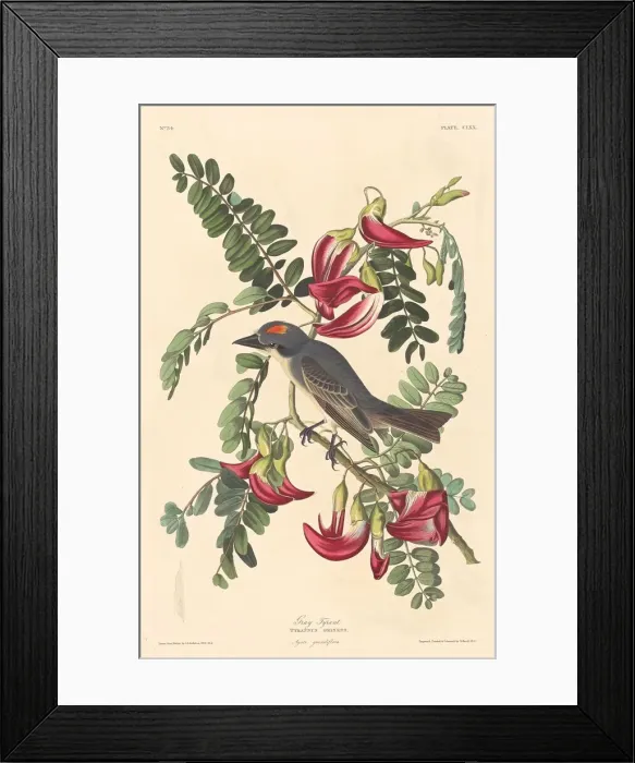 Framed Print : Gray Tyrant, 1833. Creator: Robert Havell Framed Print : Gray Tyrant, 1833. Creator: Robert Havell