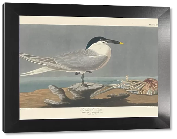 Sandwich Tern, 1835. Creator: Robert Havell