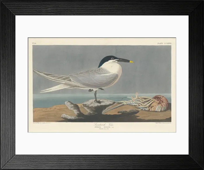 Framed Print : Sandwich Tern, 1835. Creator: Robert Havell Framed Print : Sandwich Tern, 1835. Creator: Robert Havell