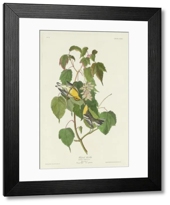 Framed Print : Hemlock Warbler, 1832. Creator: Robert Havell Framed Print : Hemlock Warbler, 1832. Creator: Robert Havell