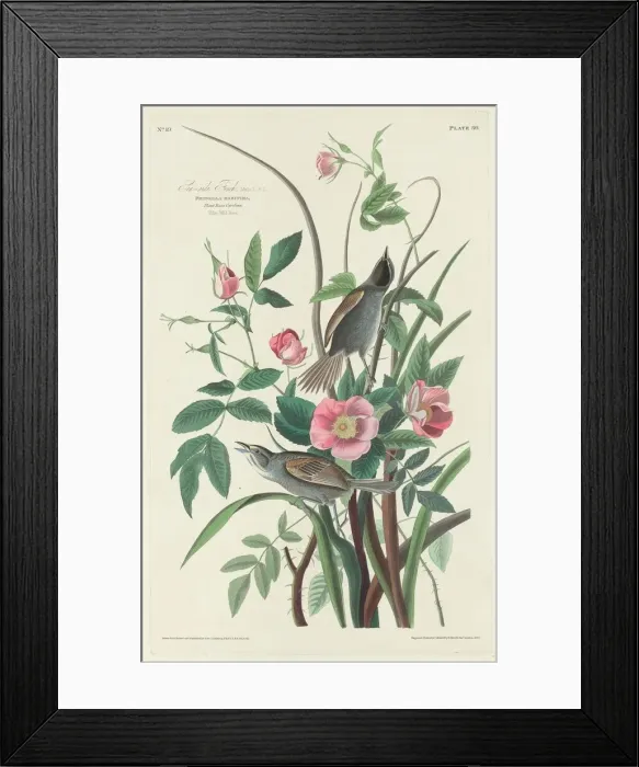 Framed Print : Sea-side Finch, 1830. Creator: Robert Havell Framed Print : Sea-side Finch, 1830. Creator: Robert Havell