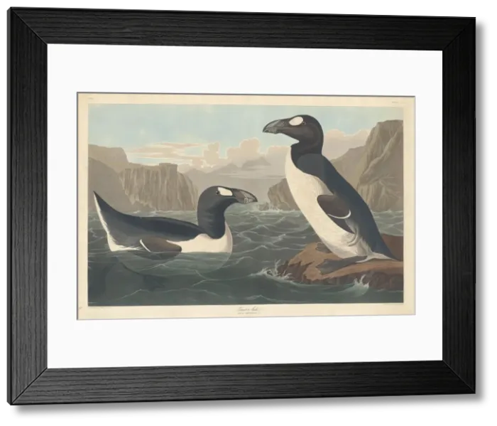 Framed Print : Great Auk, 1836. Creator: Robert Havell Framed Print : Great Auk, 1836. Creator: Robert Havell