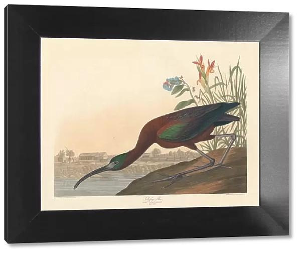 Glossy Ibis, 1837. Creator: Robert Havell
