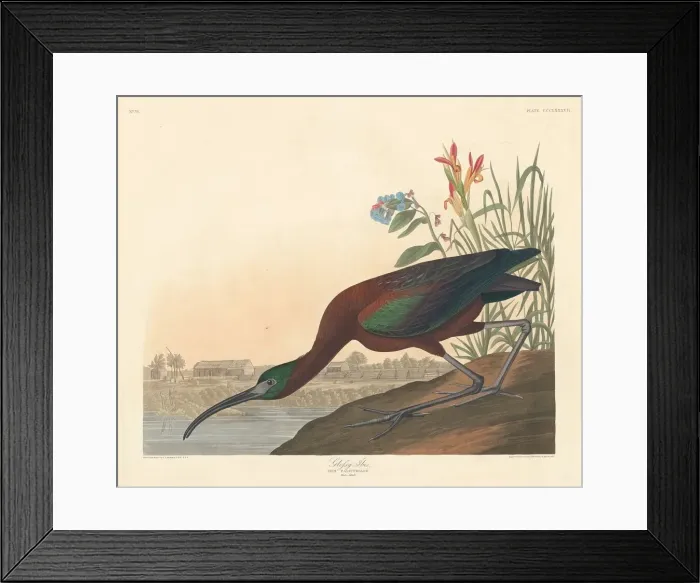 Framed Print : Glossy Ibis, 1837. Creator: Robert Havell Framed Print : Glossy Ibis, 1837. Creator: Robert Havell
