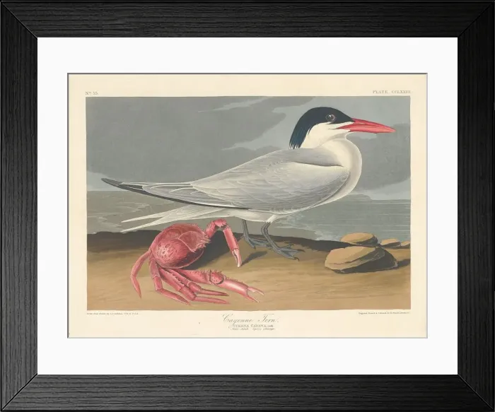 Framed Print : Cayenne Tern, 1835. Creator: Robert Havell Framed Print : Cayenne Tern, 1835. Creator: Robert Havell
