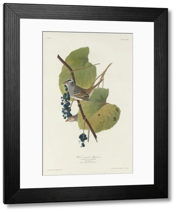 Framed Print : White-crowned Sparrow, 1831. Creator: Robert Havell Framed Print : White-crowned Sparrow, 1831. Creator: Robert Havell