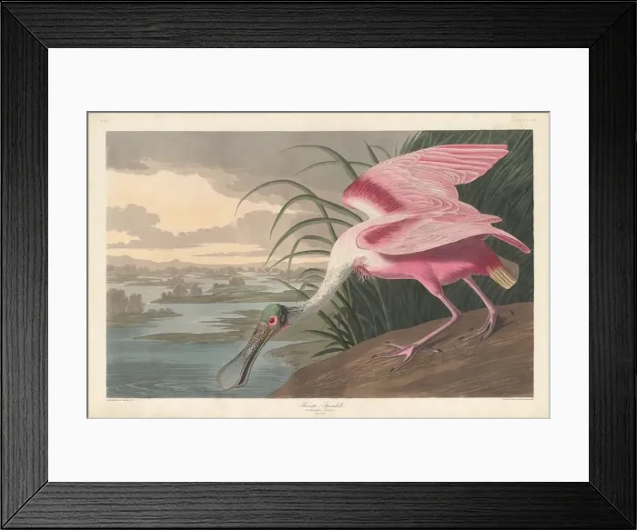 Framed Print : Roseate Spoonbill, 1836. Creator: Robert Havell Framed Print : Roseate Spoonbill, 1836. Creator: Robert Havell