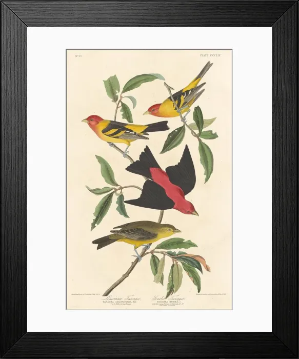 Framed Print : Louisiana Tanager and Scarlet Tanager, 1837. Creator: Robert Havell Framed Print : Louisiana Tanager and Scarlet Tanager, 1837. Creator: Robert Havell