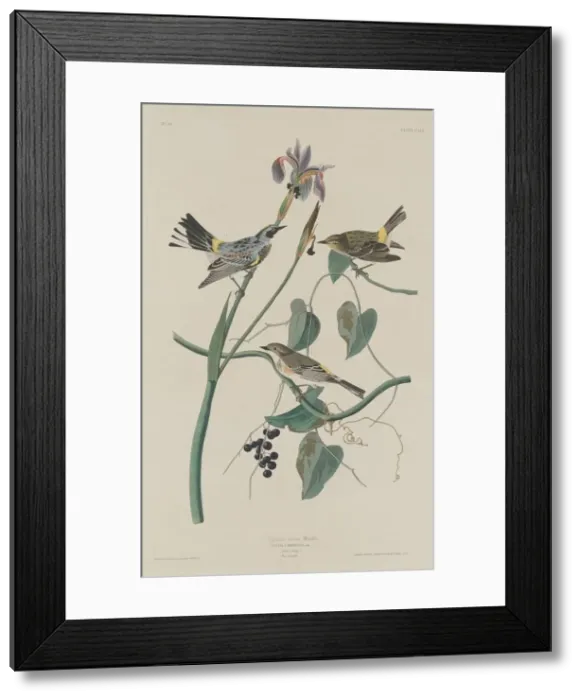 Framed Print : Yellow-crown Warbler, 1832. Creator: Robert Havell Framed Print : Yellow-crown Warbler, 1832. Creator: Robert Havell