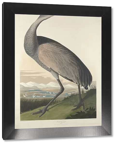 Hooping Crane, 1835. Creator: Robert Havell