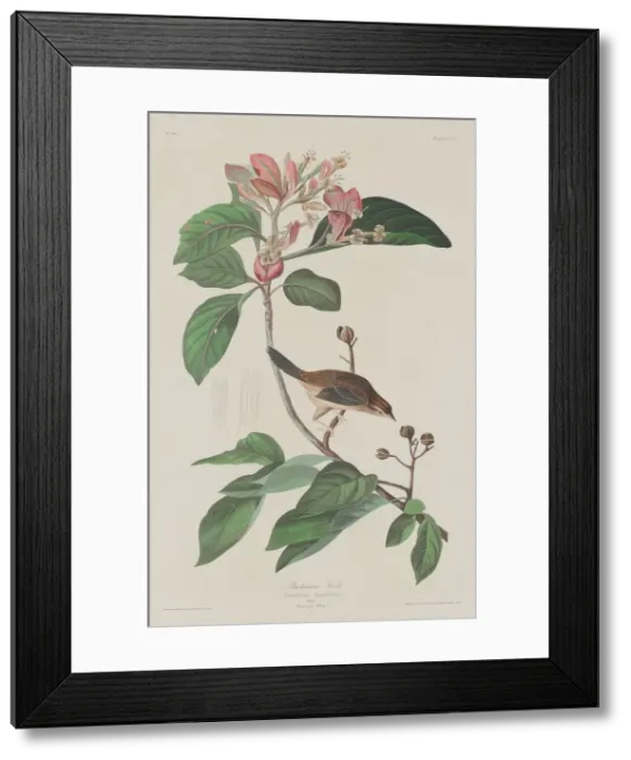 Framed Print : Bachmans Finch, 1833. Creator: Robert Havell Framed Print : Bachmans Finch, 1833. Creator: Robert Havell