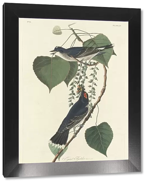 Tyrant Flycatcher, 1830. Creator: Robert Havell