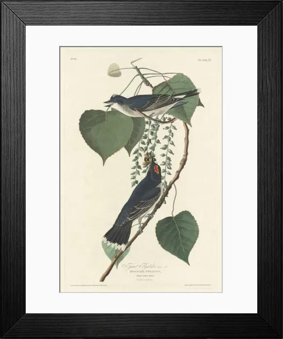 Framed Print : Tyrant Flycatcher, 1830. Creator: Robert Havell Framed Print : Tyrant Flycatcher, 1830. Creator: Robert Havell