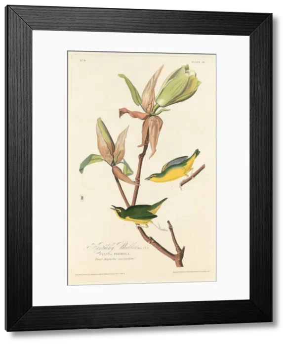 Framed Print : Kentucky Warbler, 1828. Creator: Robert Havell Framed Print : Kentucky Warbler, 1828. Creator: Robert Havell