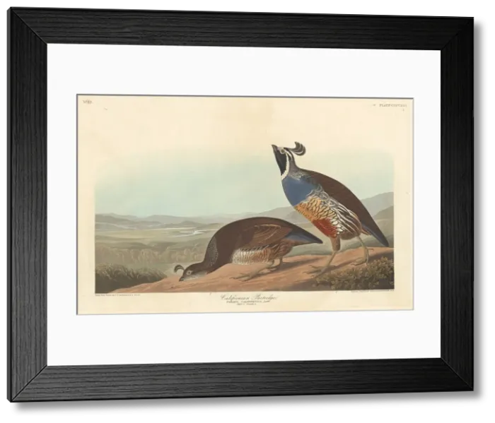 Framed Print : Californian Partridge, 1838. Creator: Robert Havell Framed Print : Californian Partridge, 1838. Creator: Robert Havell
