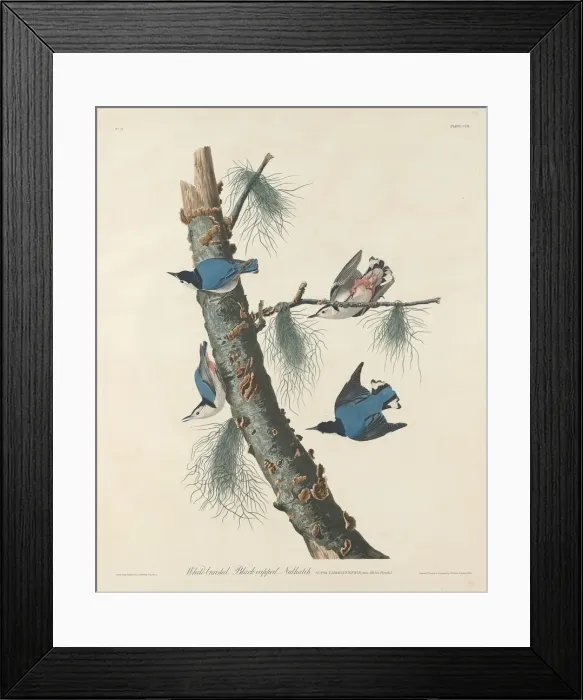 Framed Print : White-breasted Black-capped Nuthatch, 1832. Creator: Robert Havell Framed Print : White-breasted Black-capped Nuthatch, 1832. Creator: Robert Havell