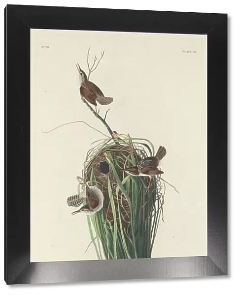 Marsh Wren, 1830. Creator: Robert Havell