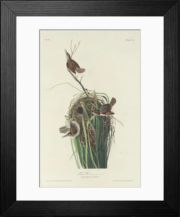 Framed Print : Marsh Wren, 1830. Creator: Robert Havell Framed Print : Marsh Wren, 1830. Creator: Robert Havell