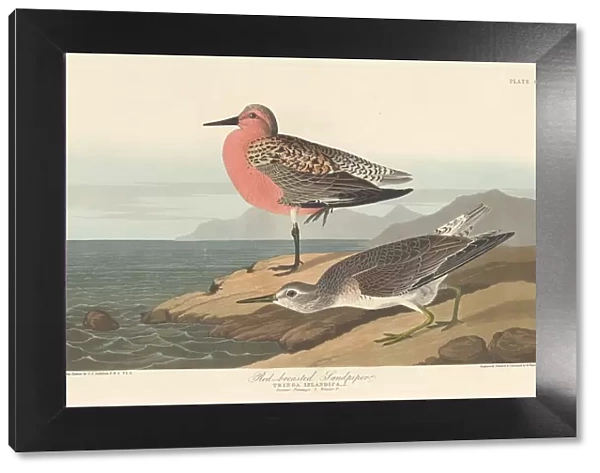 Red-breasted Sandpiper, 1836. Creator: Robert Havell