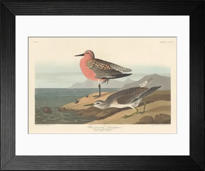 Framed Print : Red-breasted Sandpiper, 1836. Creator: Robert Havell Framed Print : Red-breasted Sandpiper, 1836. Creator: Robert Havell