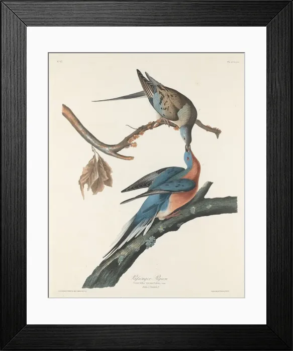 Framed Print : Passenger Pigeon, 1829. Creator: Robert Havell Framed Print : Passenger Pigeon, 1829. Creator: Robert Havell