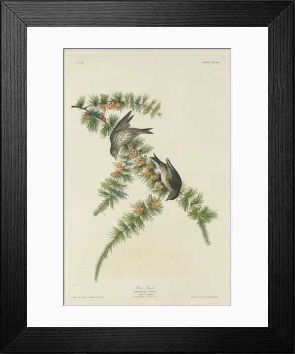 Framed Print : Pine Finch, 1833. Creator: Robert Havell Framed Print : Pine Finch, 1833. Creator: Robert Havell