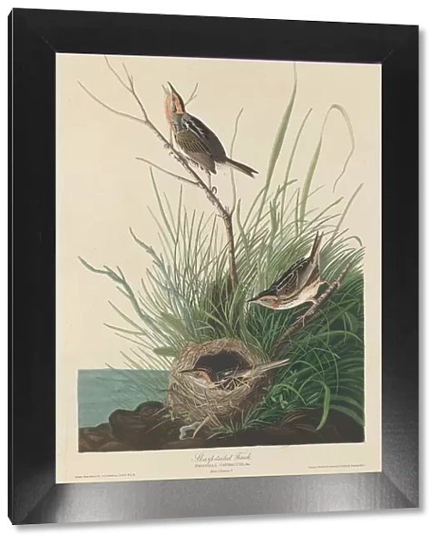 Sharp-Tailed Finch, 1832. Creator: Robert Havell