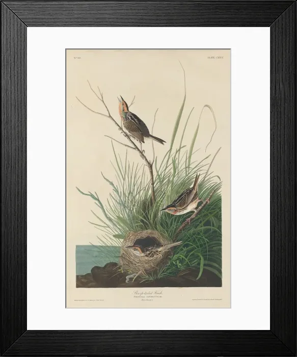 Framed Print : Sharp-Tailed Finch, 1832. Creator: Robert Havell Framed Print : Sharp-Tailed Finch, 1832. Creator: Robert Havell