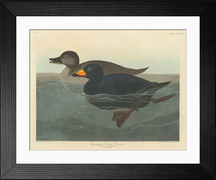 Framed Print : American Scoter Duck, 1838. Creator: Robert Havell Framed Print : American Scoter Duck, 1838. Creator: Robert Havell