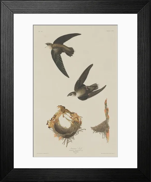 Framed Print : American Swift, 1833. Creator: Robert Havell Framed Print : American Swift, 1833. Creator: Robert Havell