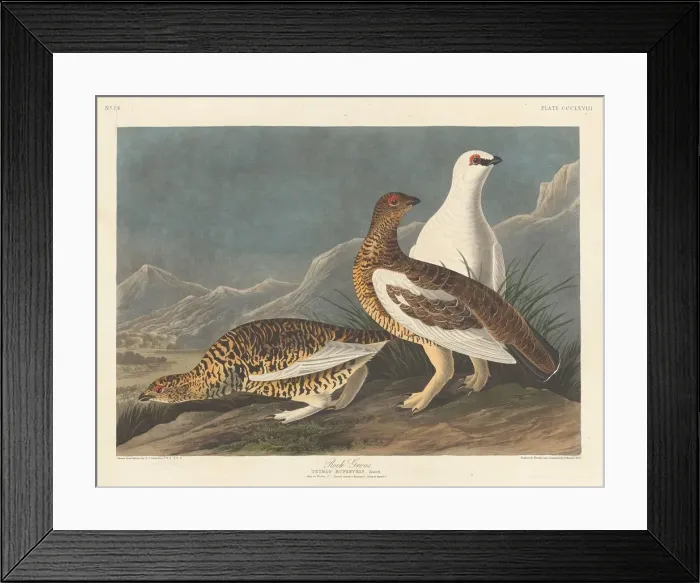 Framed Print : Rock Grous, 1837. Creator: Robert Havell Framed Print : Rock Grous, 1837. Creator: Robert Havell