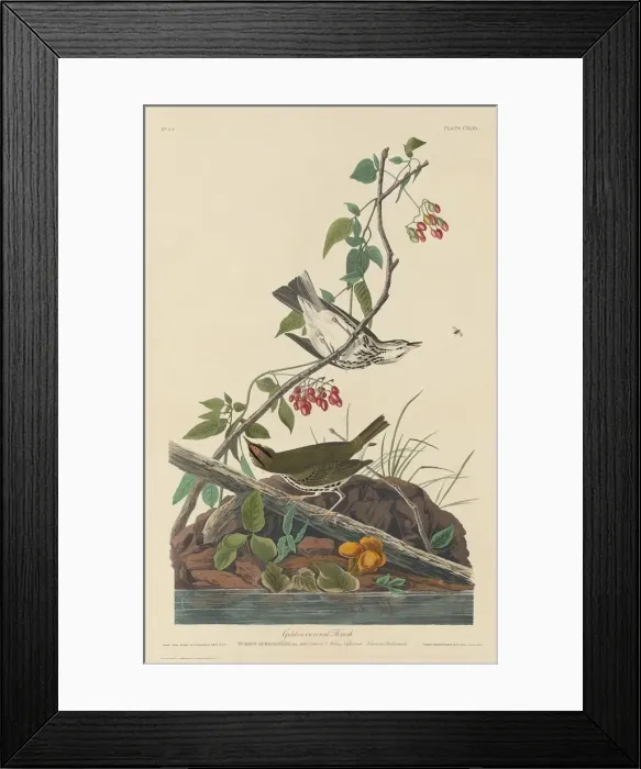 Framed Print : Golden-Crowned Thrush, 1832. Creator: Robert Havell Framed Print : Golden-Crowned Thrush, 1832. Creator: Robert Havell