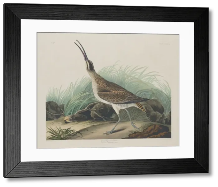 Framed Print : Great Esquimaux Curlew, 1835. Creator: Robert Havell Framed Print : Great Esquimaux Curlew, 1835. Creator: Robert Havell