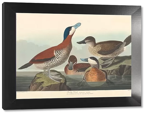 Ruddy Duck, 1836. Creator: Robert Havell