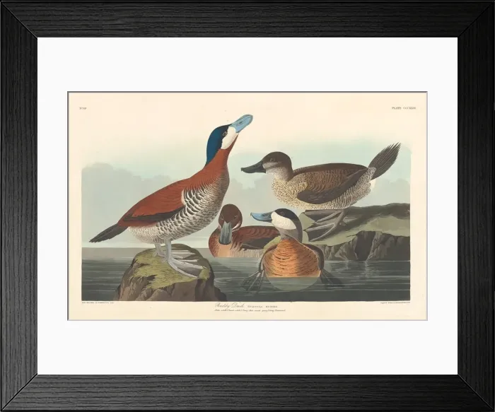 Framed Print : Ruddy Duck, 1836. Creator: Robert Havell Framed Print : Ruddy Duck, 1836. Creator: Robert Havell