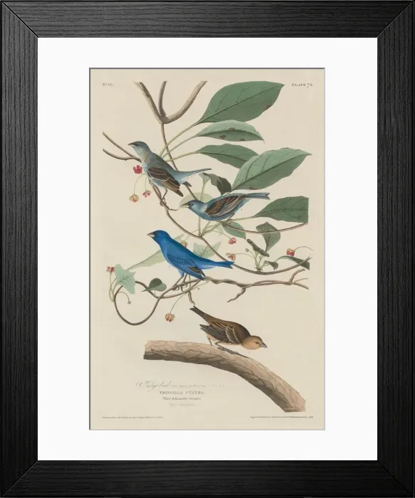 Framed Print : Indigo Bird, 1829. Creator: Robert Havell Framed Print : Indigo Bird, 1829. Creator: Robert Havell