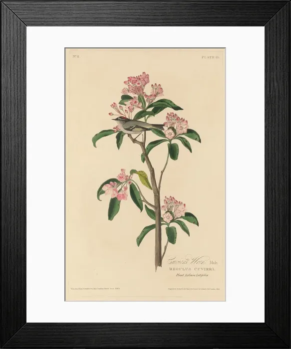 Framed Print : Cuviers Wren, 1829. Creator: Robert Havell Framed Print : Cuviers Wren, 1829. Creator: Robert Havell