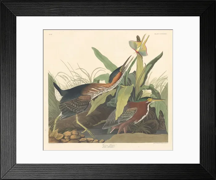 Framed Print : Green Heron, 1836. Creator: Robert Havell Framed Print : Green Heron, 1836. Creator: Robert Havell